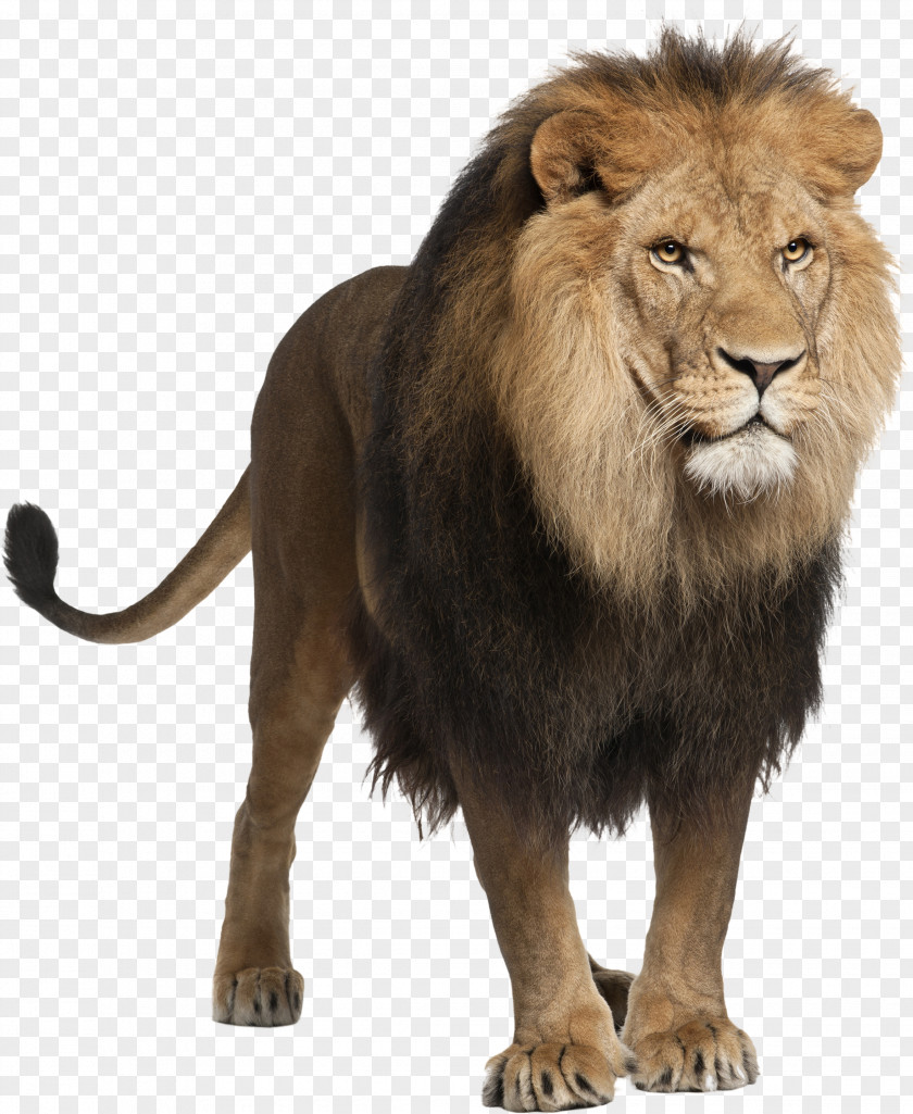 Lion Computer File PNG