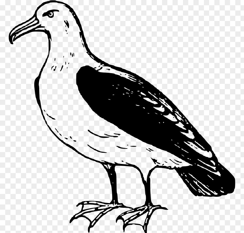 Bird Albatross Clip Art PNG