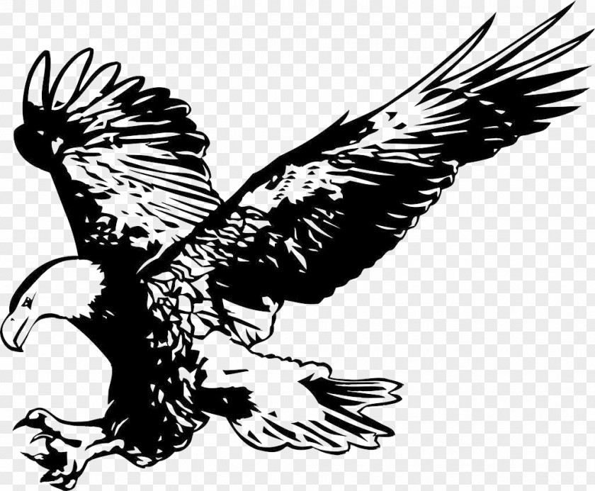 Eagles Fly Bald Eagle Alamy Stock Photography PNG