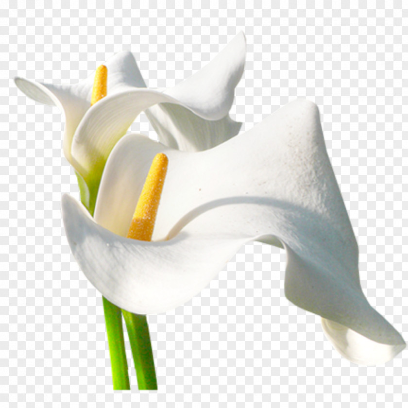 Flor Arum-lily Flower Photography PNG
