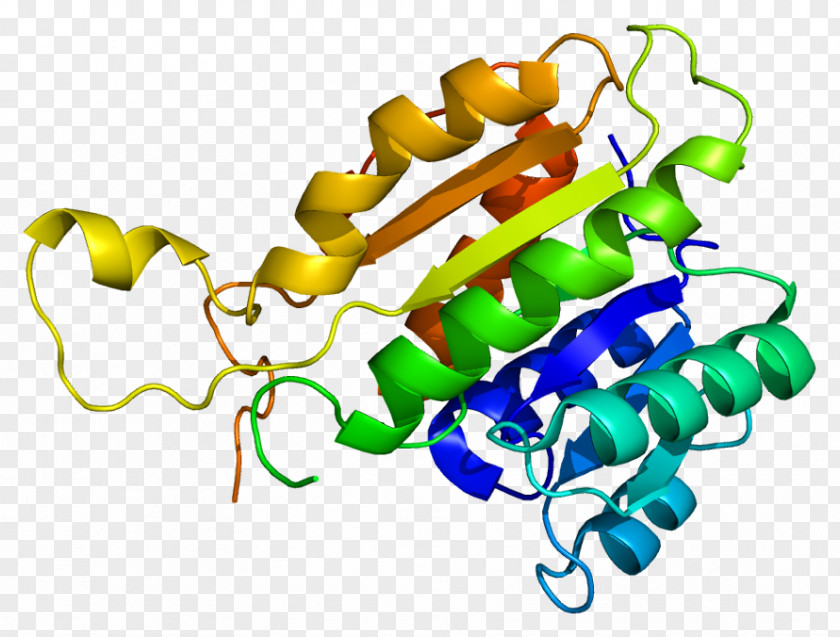 HSD17B10 11β-Hydroxysteroid Dehydrogenase Enzyme 17β-Hydroxysteroid Alcohol PNG