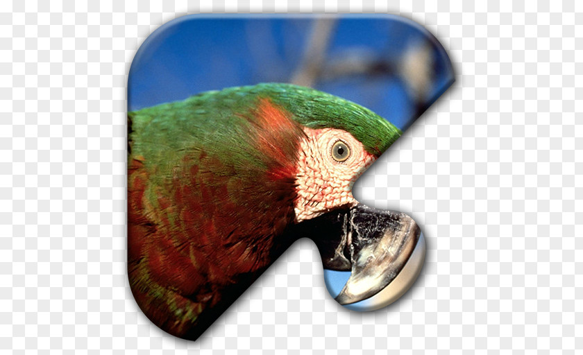 Parrot Bird Chestnut-fronted Macaw Scarlet PNG