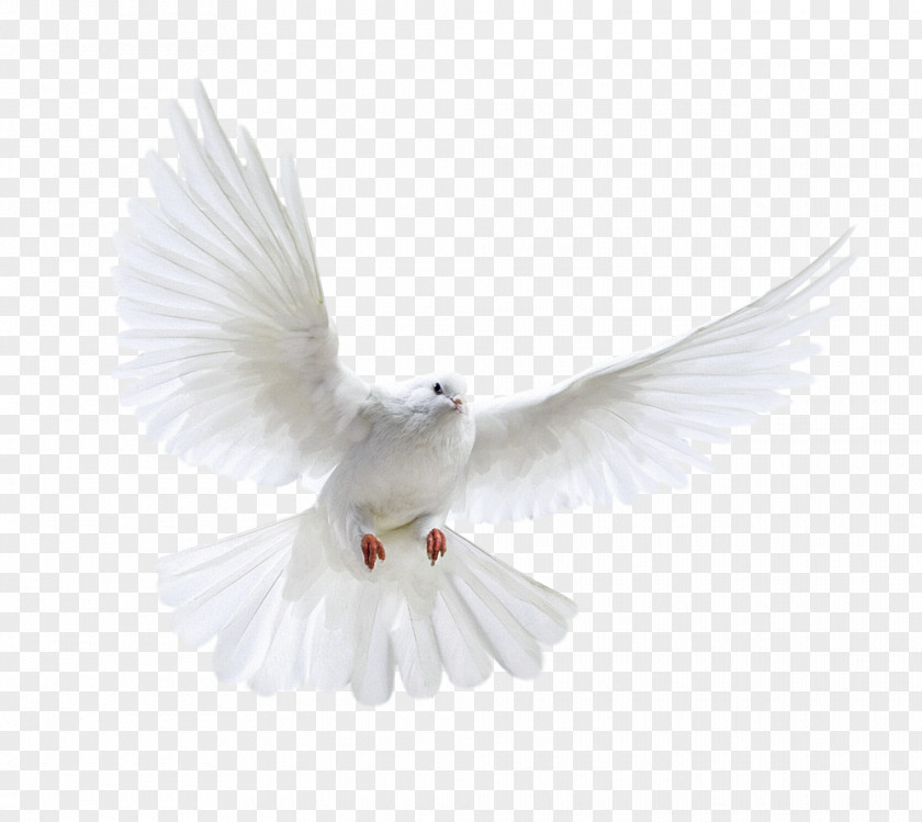 Bird Columbidae Domestic Pigeon Release Dove PNG