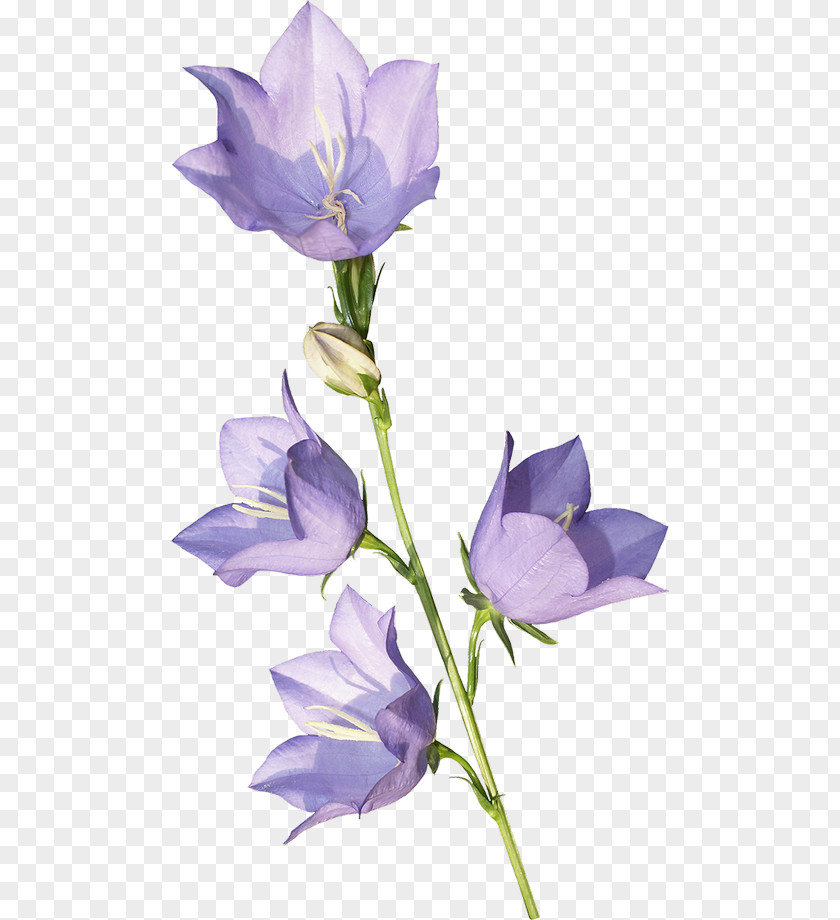 Flower Harebell Violet School Bell PNG