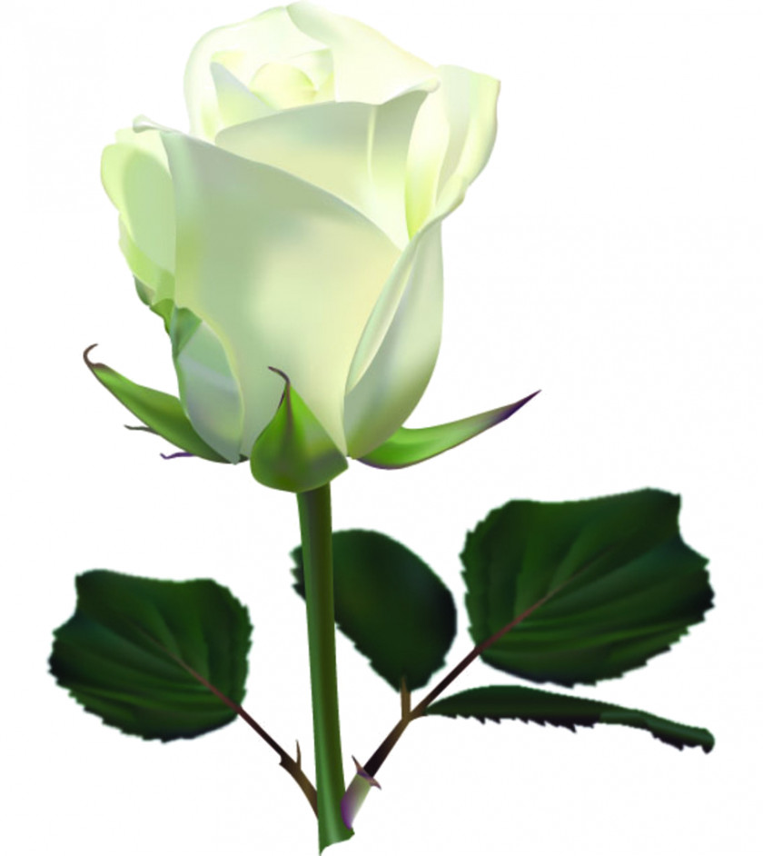 Rose Flower Clip Art PNG