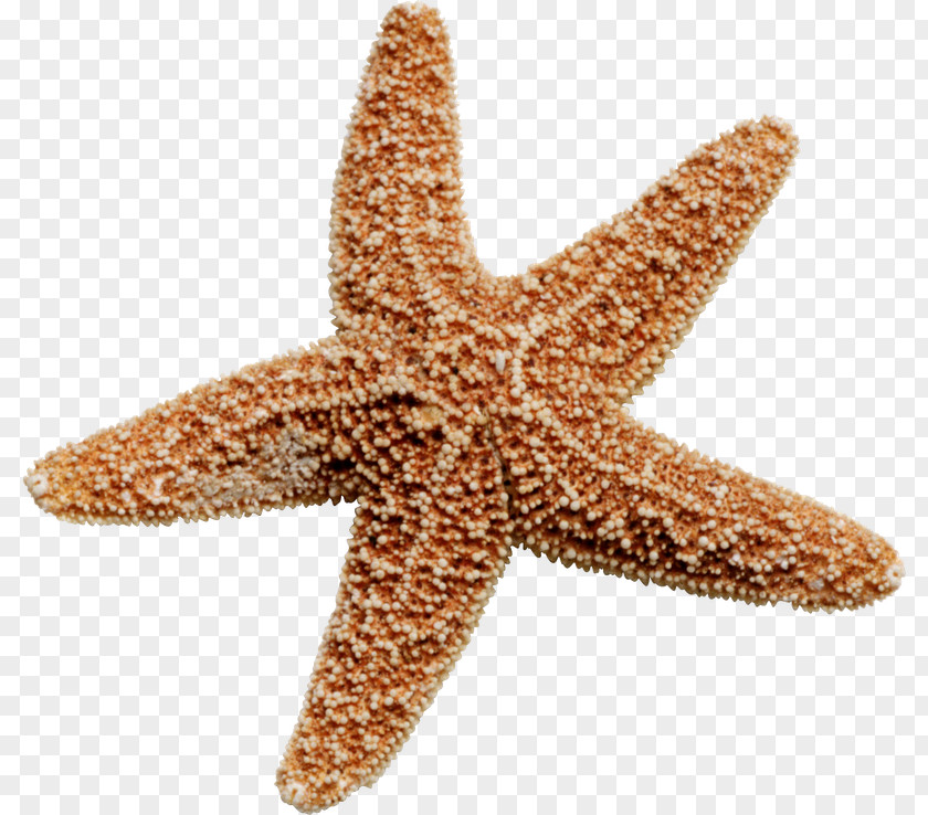 Starfish Clip Art PNG