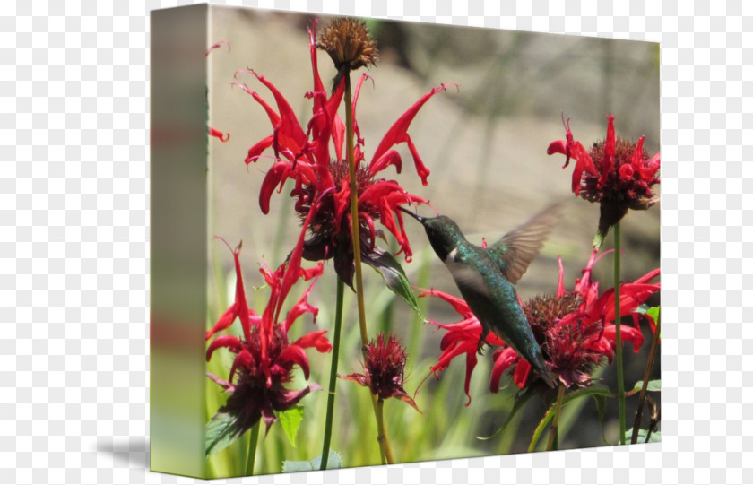 Watercolor Hummingbird Flora Fauna M Flowering Plant Wildflower PNG