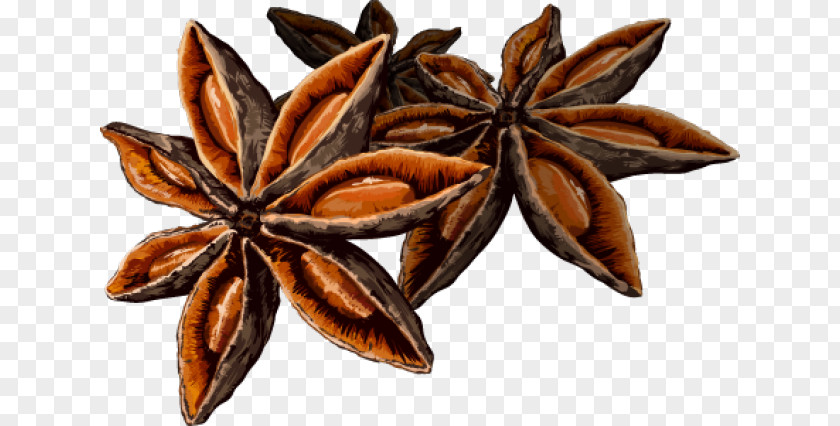 Cinnamon Star Anise Clip Art Vector Graphics Spice PNG