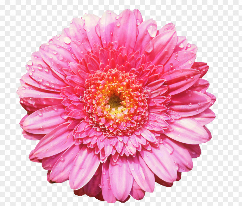 Clip Art Flower Image Transparency PNG