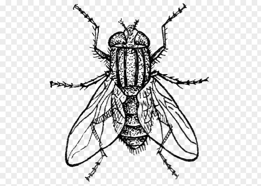 Insect Drawing Housefly PNG