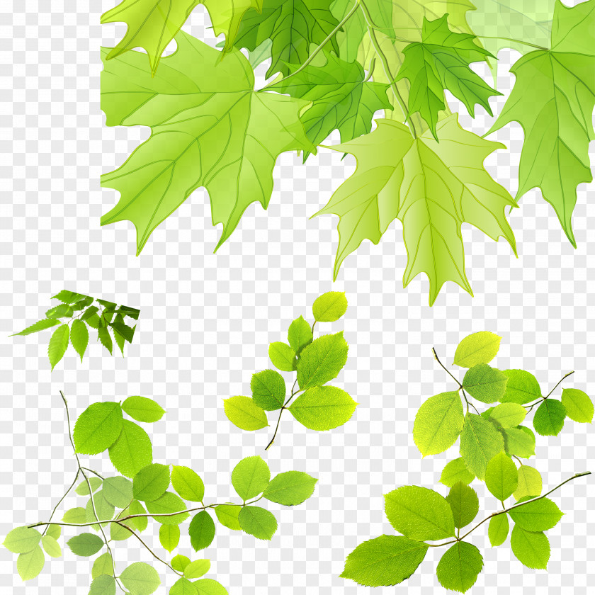 Leaves Maple Leaf PNG