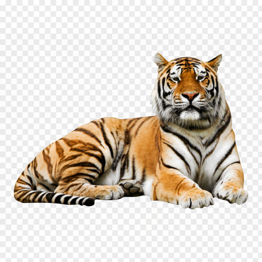 Lion Siberian Tiger Wall Decal Bengal Poster PNG