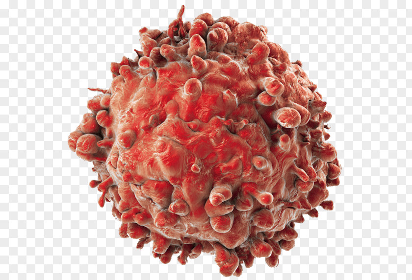 Lymphocyte Icon Cancer Cell Acute Myeloid Leukemia PNG
