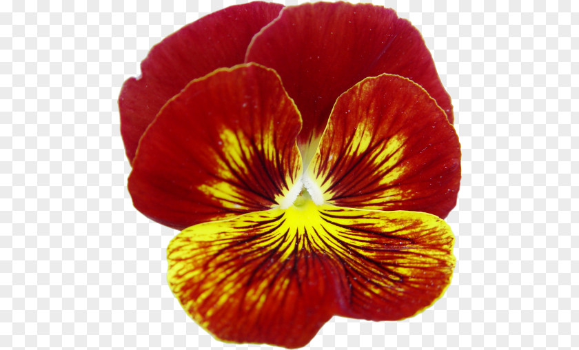 Pansy Magenta Annual Plant Close-up PNG