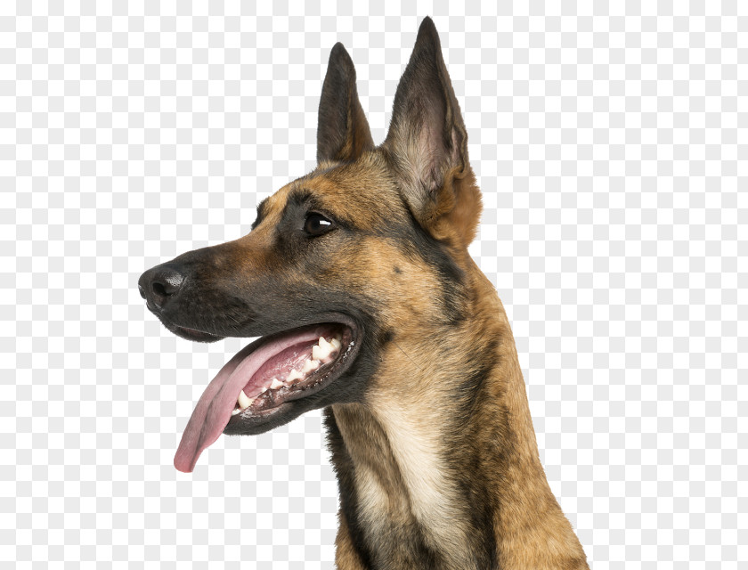 Puppy Malinois Dog German Shepherd Belgian Tervuren PNG