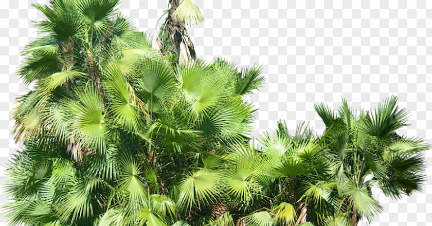 Saw Palmetto Arecaceae Everglades Palms Subtropics PNG