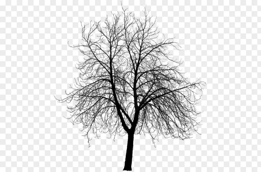 Tree Silhouette Building Architect Drawing PNG