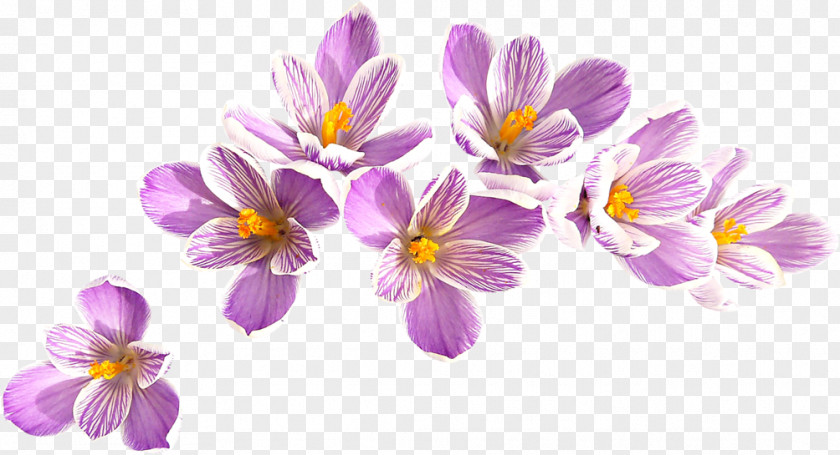 Crocus Vernus Flavus Snow Clip Art PNG