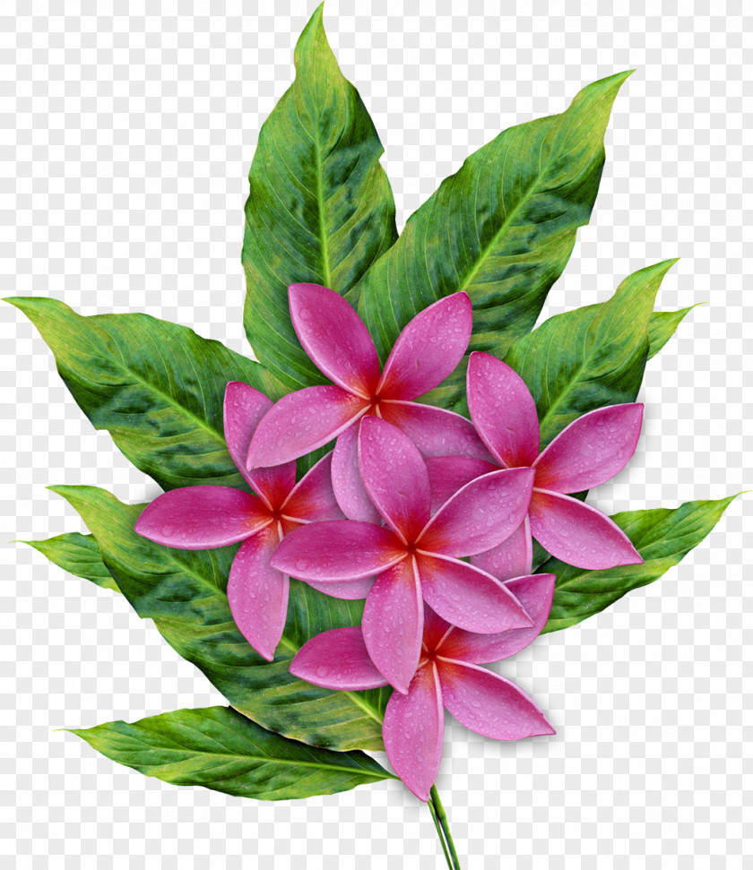 Flower Cut Flowers Frangipani Floral Design PNG