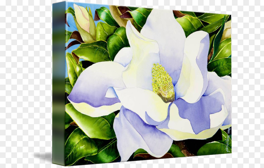 Magnolia Cut Flowers Floral Design Painting Canvas Print PNG