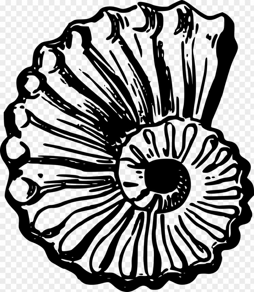 Seashell Clip Art PNG