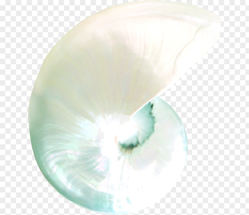 Seashell Nautiluses Marine Close-up Organism PNG