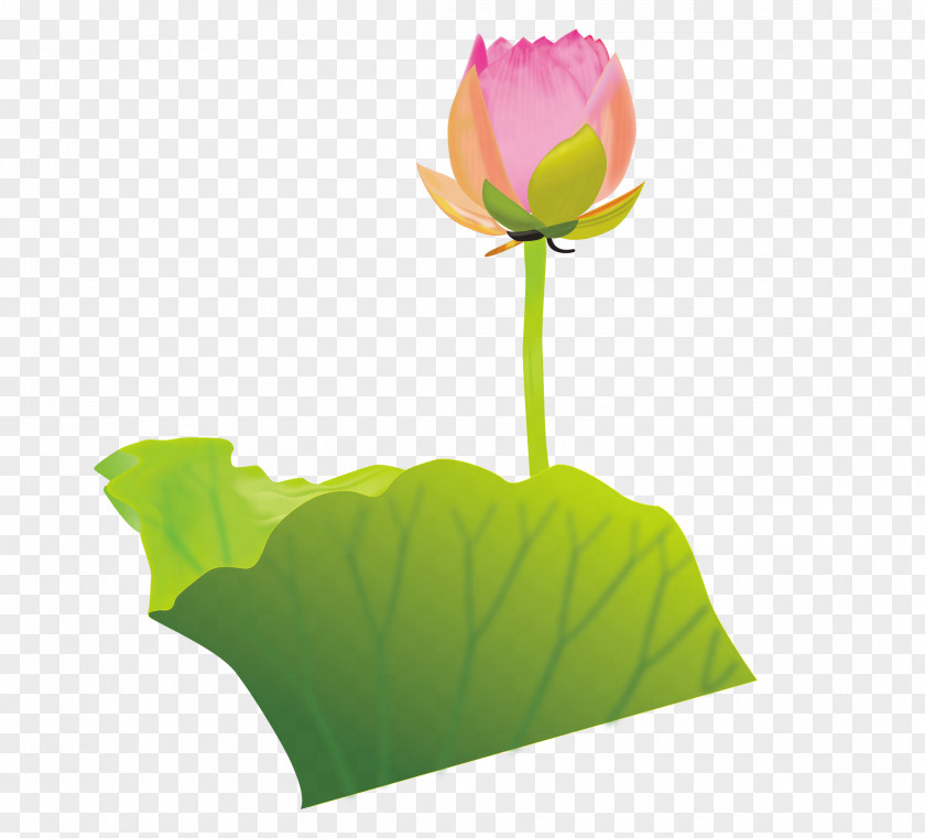 Buddhism Lotus Vector Material Clip Art PNG