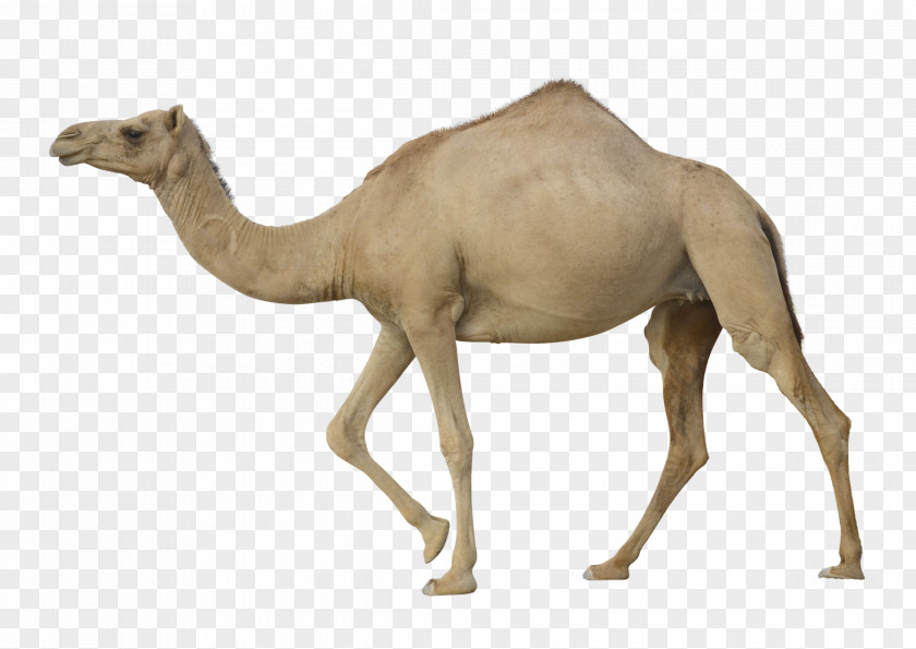 Camel Dromedary Bactrian PNG