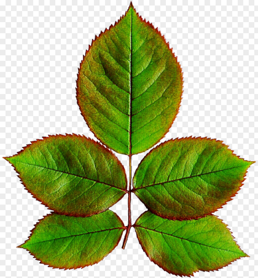 Elm Common Horse Chestnut Tree PNG