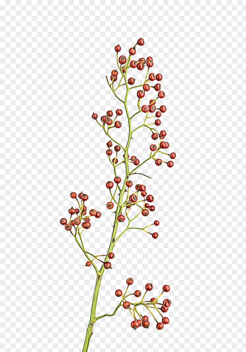 Figwort Smartweedbuckwheat Family Watercolor Flower Background PNG