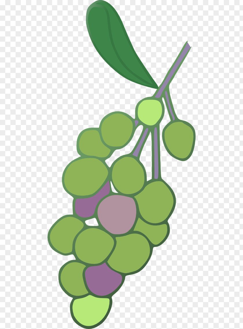 Grape Common Vine Concord Leaves Clip Art PNG