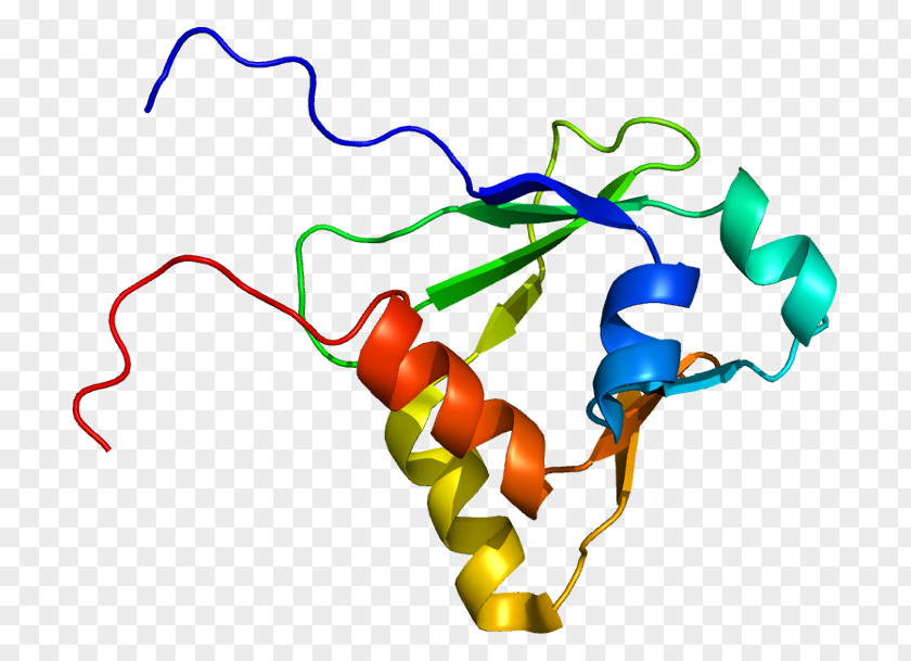 GTPase-activating Protein IQGAP1 Ras Subfamily SYNGAP1 Cell PNG