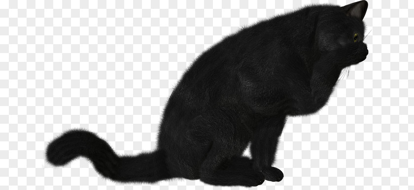Kitten Black Cat Bombay Domestic Short-haired Whiskers PNG