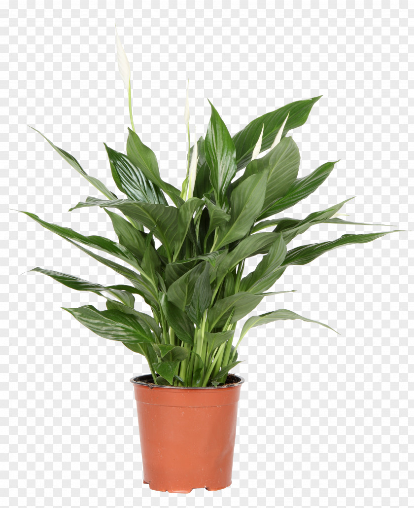 Light Spathiphyllum Wallisii Plant Flowerpot PNG