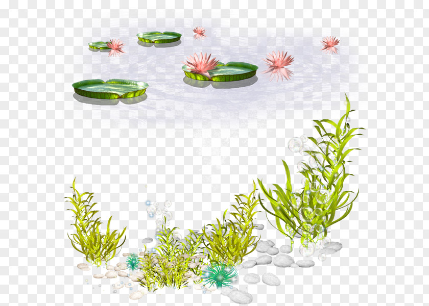 Sea Algae Seaweed Clip Art PNG