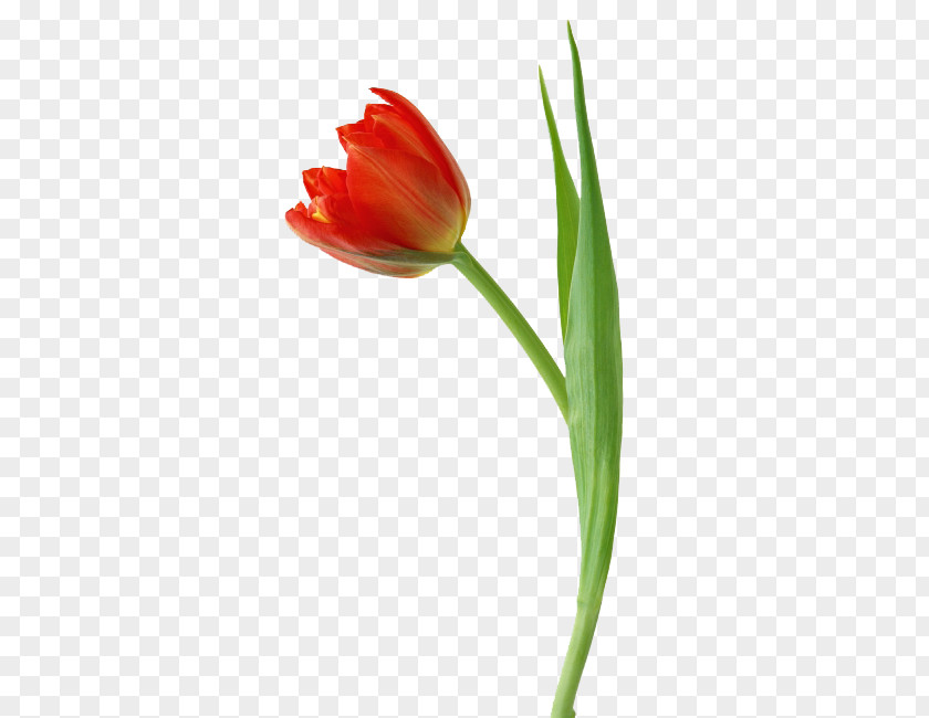Tulips Free Pull Material Tulip Flower Illustration PNG