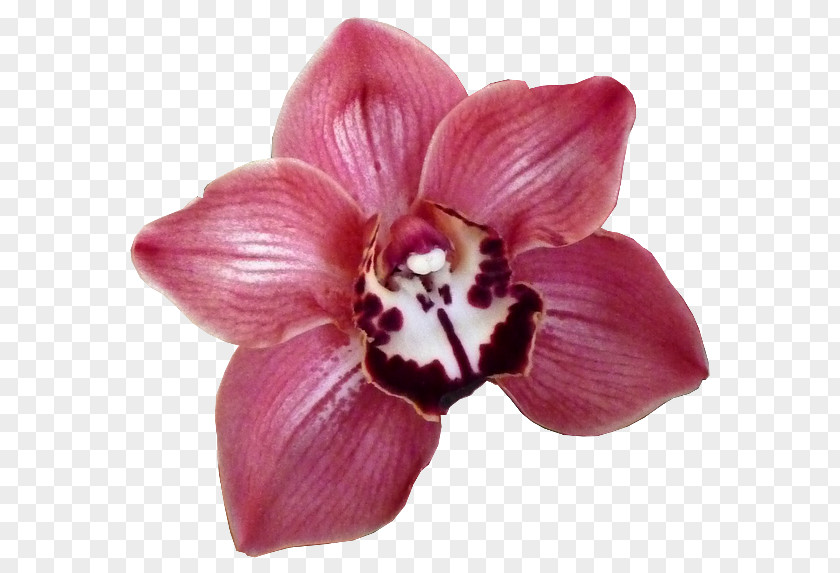 Flower Moth Orchids Cut Flowers × Cambria PNG