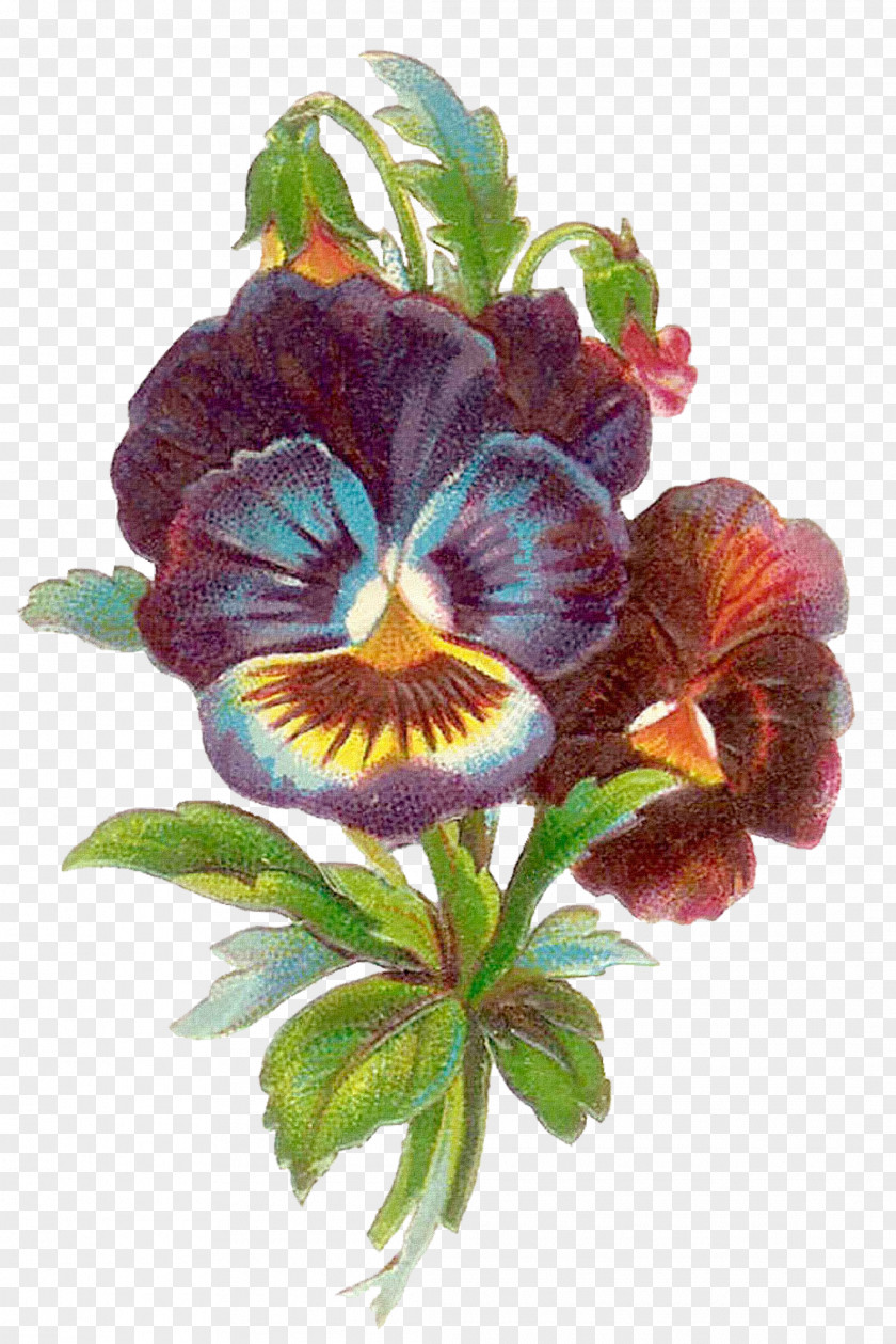 Flower Vintage Pansy Antique Clip Art PNG