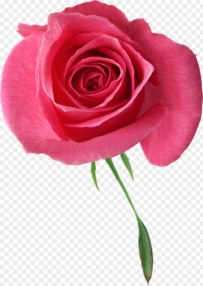 Funeral Garden Roses Clip Art PNG