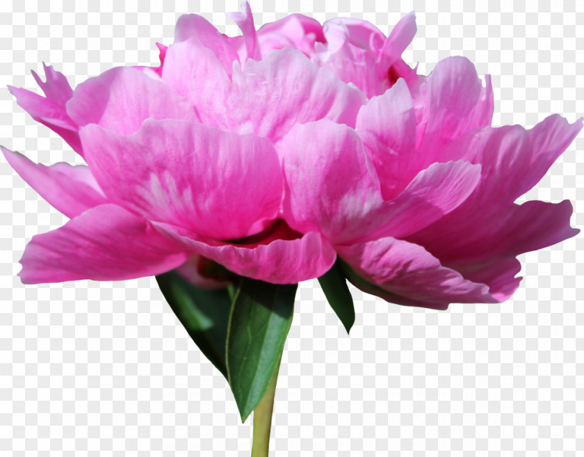 Peonies Moutan Peony PNG