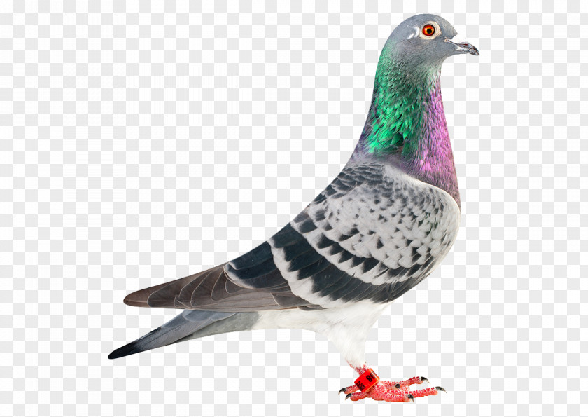 Pigeon Racing Homer Homing Bird Green PNG