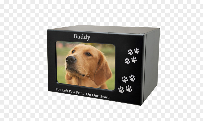 Puppy Golden Retriever Picture Frames Companion Dog PNG