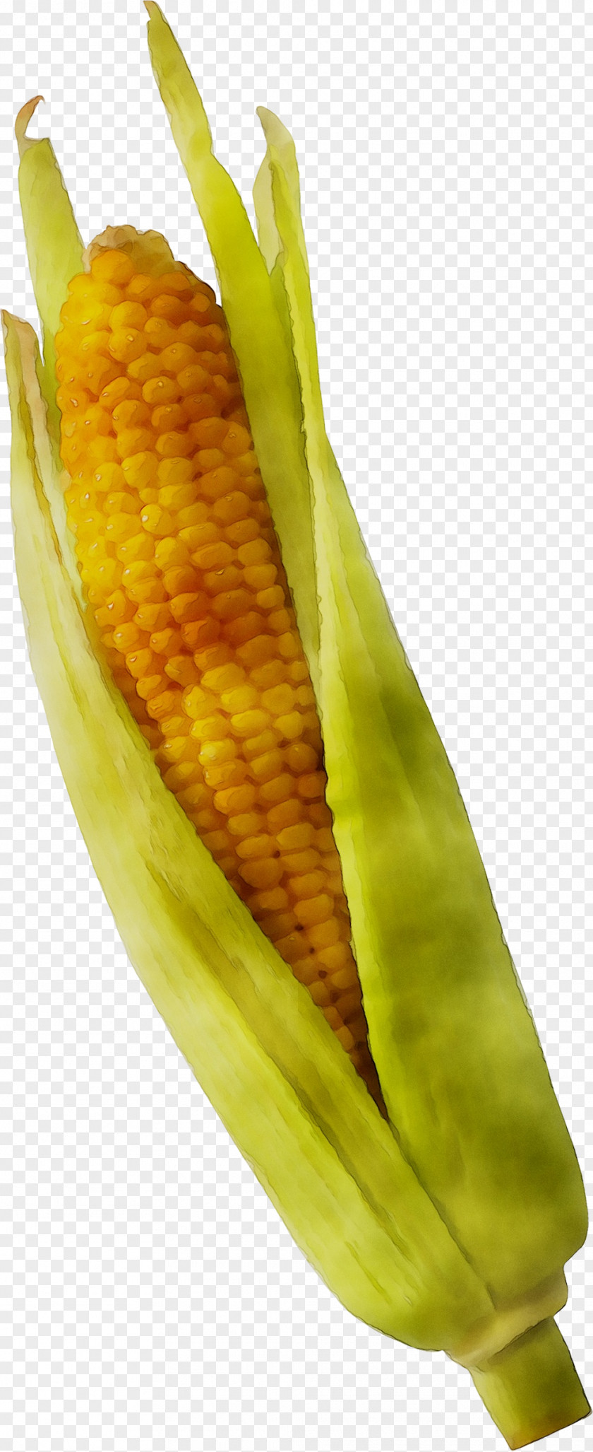 Corn On The Cob Sweet Cooking Banana PNG