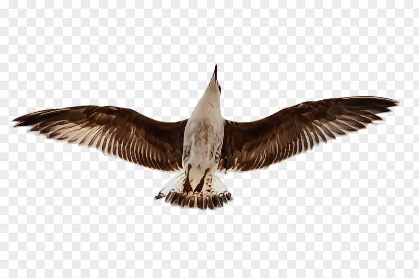 Falconiformes Gull Bird Wing Beak Seabird Skua PNG