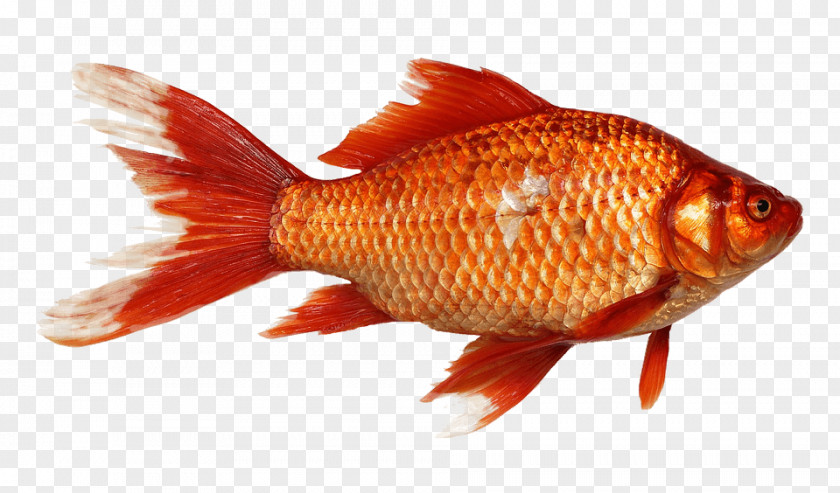 Gold Fish Close Up PNG Up, orange fish clipart PNG