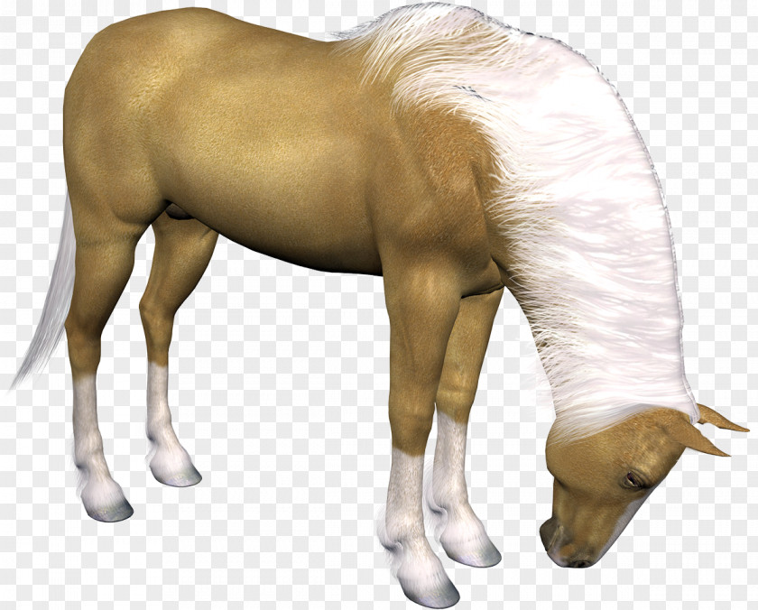 Horse Clip Art PNG