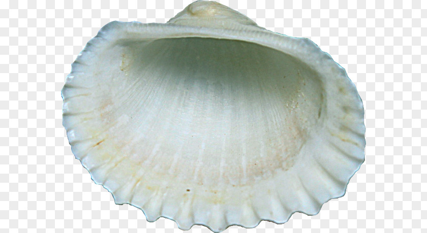 Seashell Cockle Clam Scallop PNG