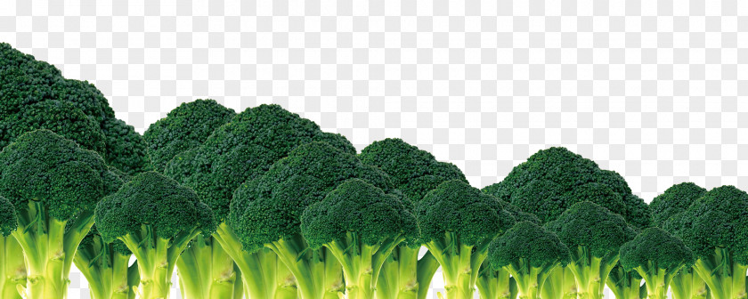 Broccoli Vegetable Cauliflower PNG
