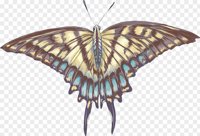 Creative Butterfly Monarch Moth PNG