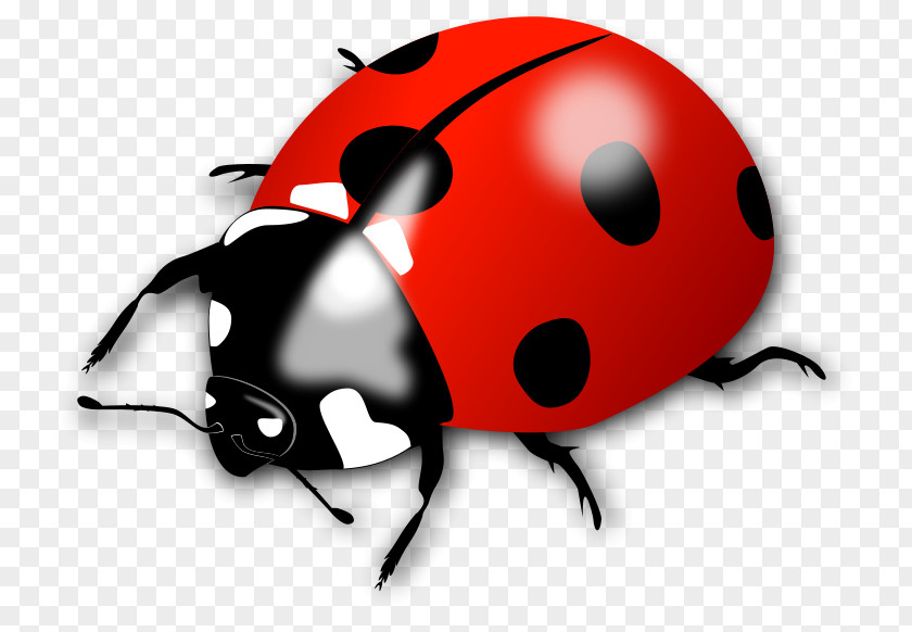 Ladybird Cliparts Clip Art PNG